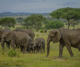 Tarangire National Park