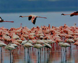 Lake Manyara National Park