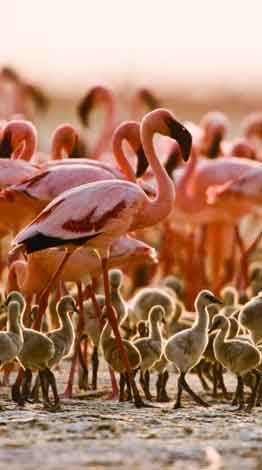 Lake Natron National Park